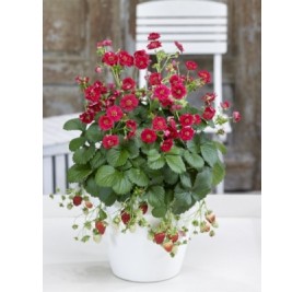 Ornamental Strawberry - Red Ruby